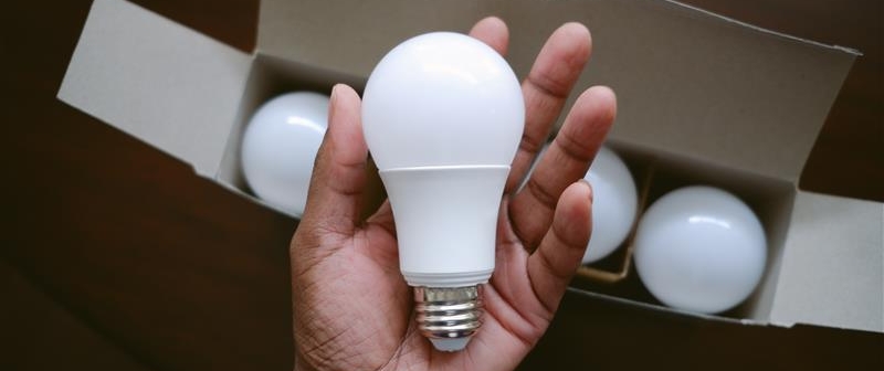 Person holding bulb in their hands